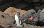 Pinguim e caranguejo socializam em Rocca Redonda, na Isla Isabel, em Galápagos